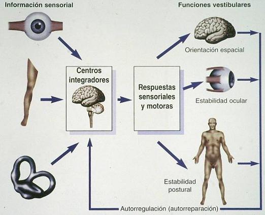 Resultado de imagen de mecanismos equilibrio