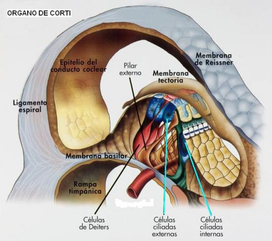 Resultado de imagen de celulas ciliadas oido