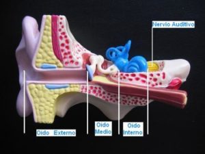 oido interno