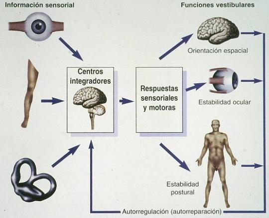 Resultado de imagen para sistema de equilibrio